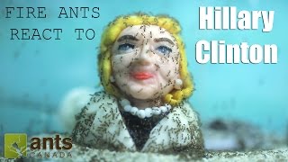 Fire Ants React to Hillary Clinton Time Lapse [upl. by Xonnel139]