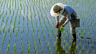 Siembra y Producción de Arroz Orgánico  TvAgro por Juan Gonzalo Angel [upl. by Yblek685]