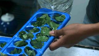 How To Preserve Herbs in Ice Cubes [upl. by Rekoob798]