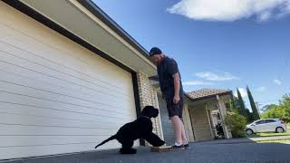 my giant schnauzer barking at me [upl. by Cumine160]