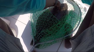 Catching Big Flounder on the Carolina Skiff [upl. by Fasto467]