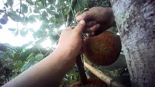 Petik Buah Tarap  Timadang  Madang [upl. by Bing]