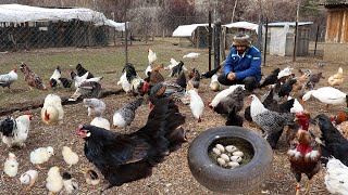 Roaming Chickens  Broody Chickens and Chicks  Goose Egg Collection  Feeding Chickens Farm Chores [upl. by Lanita]