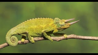 The Jacksons Chameleon [upl. by Sherburne685]