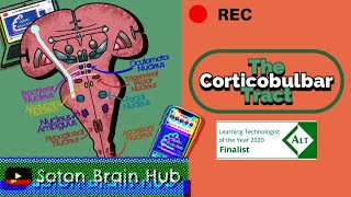 The Corticobulbar Tract [upl. by Elatsyrc]