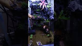 Riparium growout tank 1 week update [upl. by Eivad]