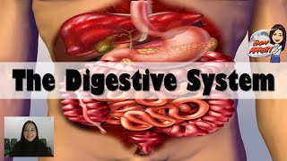 Digestive System  Human Body System  Science  Teacher Beth Class TV [upl. by Suixela]