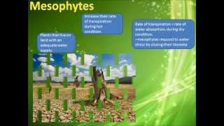 Osmoregulation in plants part 1 [upl. by Elsi]