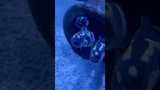 Engineer Goby at The Newport Aquarium aquarium aquariumhobby cincinnati newport ohio kentucky [upl. by Enaek]