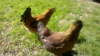 Backyard Chickens in Dallas Texas [upl. by Varney761]