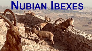 Nubian Ibexes wild desert goats Mitzpe Ramon Israel [upl. by Kort963]