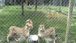 Cheetahs Meowing like Kitty Cats at Orana Wildlife Park in Christchurch New Zealand [upl. by Anastice]