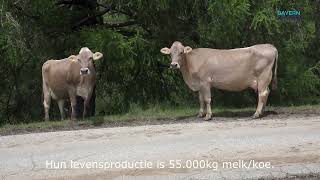 Superbrown koeien  Brown Swiss [upl. by Zsolway417]