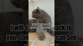 Subscribing Back trending pets ytshorts viralshort ytshorts fypシ゚viral [upl. by Metcalf]