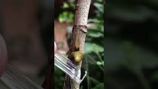 Rambutan Tree Grafting EP104 fruitgrafting grafting [upl. by Adrell]