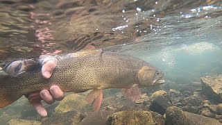 Fly Fishing the Uncompahgre in Colorado  Cutthroat Trout and lots of hail [upl. by Nivlad]