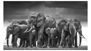 David Yarrow Reveals his Photography Secrets  YouPic Inspiration for photographers [upl. by Maurie103]