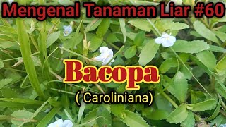 Tanaman Bacopa  Caroliniana [upl. by Ydne]