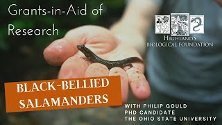 Ecology Research on Blackbellied Salamanders [upl. by Goulet14]