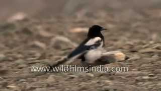 Horned Lark and Pied Magpie [upl. by Eltsyrk]