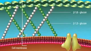 Overview of the Fungal Cell Structure [upl. by Krug41]