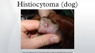 Histiocytoma dog [upl. by Inavoj505]