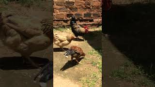 Rooster sounds  Chicken Noises [upl. by Prasad]