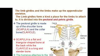 VIDEO ON SKELETAL AND SUPPORTING TISSUES [upl. by Zischke]