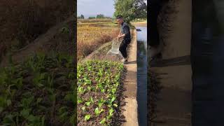 Vegetable patch watering tools Good tools and machinery can increase work efficiency [upl. by Onaimad]