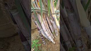 Best variety Sugarcane Plant 196 [upl. by Iddet]