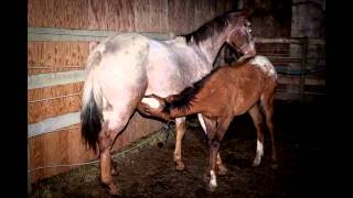 Foal Discovered  slaughter plant amp Miraculously Reunited w Heartbroken Mare [upl. by Eiro]