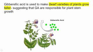 541 Gibberellins and Stem Elongation please watch at X12 speed [upl. by Arbua]