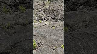 Walking on Lava fields Réunion island Indian Ocean shorts travel réunion tour [upl. by Nylevol]