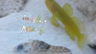 How to Keep Pistol Shrimp and Shrimp Gobies [upl. by Gav]