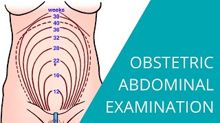 Obstetric Abdominal Examination  Steps for examining a pregnant woman [upl. by Ehtnax]