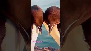 Razorbill pair in Bolungarvik Iceland Daily Home Screen wallpaper naing100 wallpaper [upl. by Ardnauq]