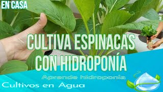 Hidroponía en casa  Cultivo de espinacas en agua una forma sencilla y eficiente de cultivar [upl. by Germana682]