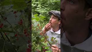 Redcurrants grow WILD foraging forager redcurrant wildfood [upl. by Leslie]