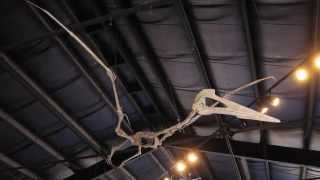 Quetzalcoatlus northropi  Triebold Paleontology [upl. by Fred]