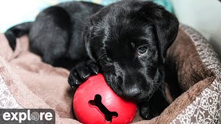 Full House Puppy Cam at Warrior Canine Connection powered by EXPLOREorg [upl. by Assena935]