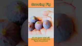 How To Growing Figs  Planting a Fig howto [upl. by Olegnaed966]