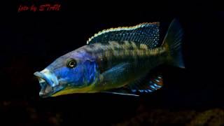 ARISTOCHROMIS CHRISTYI and TYRANNOCHROMIS MACROSTOMA [upl. by Llewen]