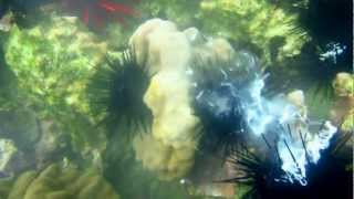 Sea Urchin Spawning [upl. by Verner]