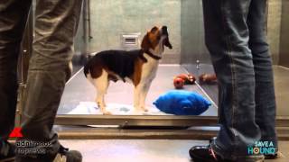 Adottare un cane il commovente video di Save A Hound [upl. by Eelreveb]