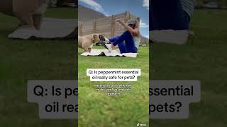 Is peppermint essential oil really safe for pets dog essentialoils fleas [upl. by Immij440]