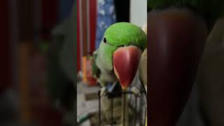 Talkative parrot foryou shorts trending parrot [upl. by Kinata]