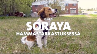 Evidensia Pentupäiväkirjat – Osa 9 Soraya hammastarkastuksessa [upl. by Hyacintha]