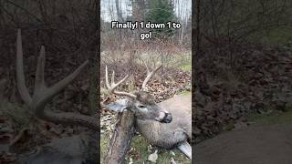 Michigan rifle buck down ￼whitetailbucks [upl. by Urd882]