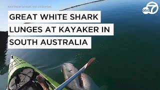 Great white shark lunges at kayaker in South Australia [upl. by Zachariah263]