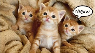 Mother Cat Calling For Her Kittens  Mom Cat Sounds  Mummy Cat Voice  Mama Cats Meowing Videos [upl. by Aliled71]